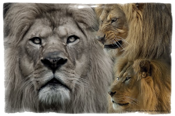The King of the Zoo
