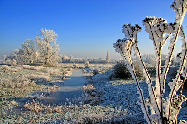 Frozen World