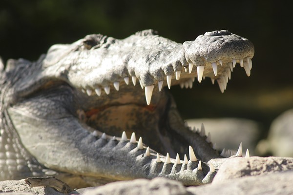 crocodile teeth