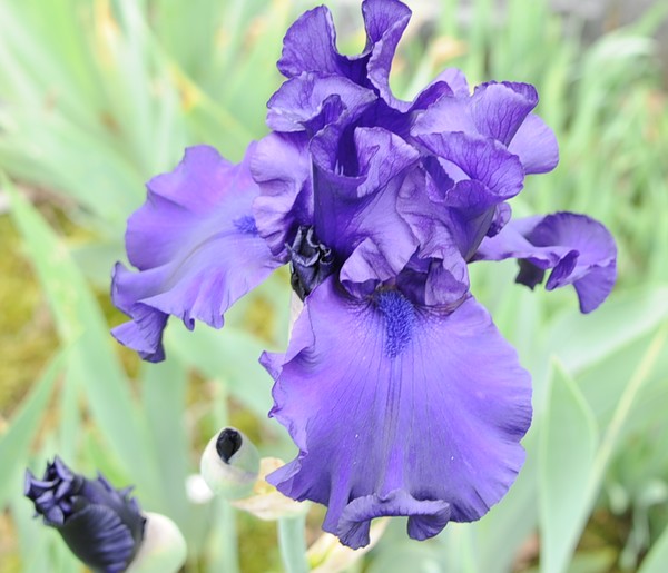Goodstay Iris