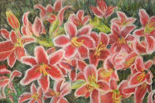 Gibralter Lilies