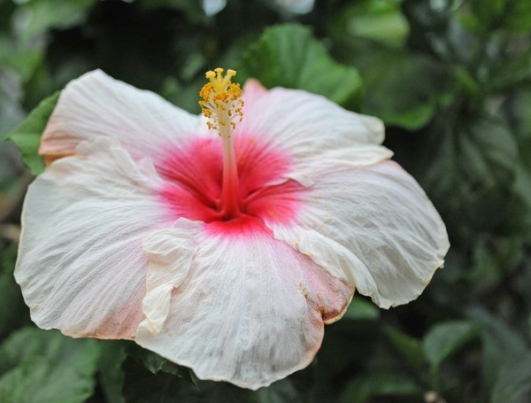 Sunday Hibiscus 58