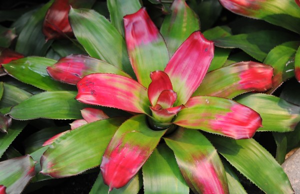 Flower at Longwood