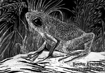 Rain Forest Frog