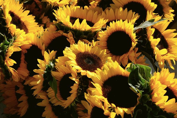 Sunflowers