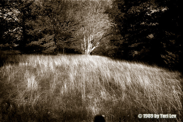 Sydney's Meadow