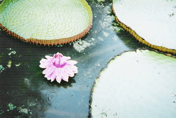 Waterlily
