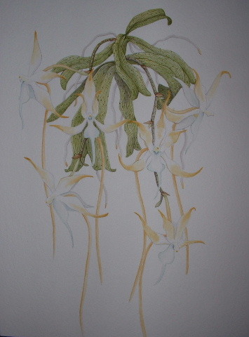 Aerangis splendidum