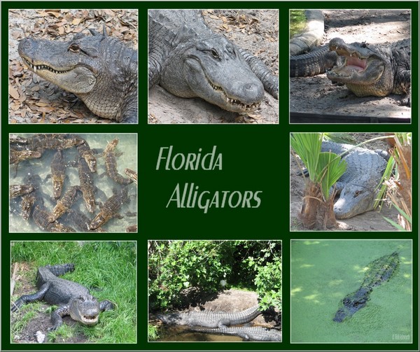 Florida Alligators