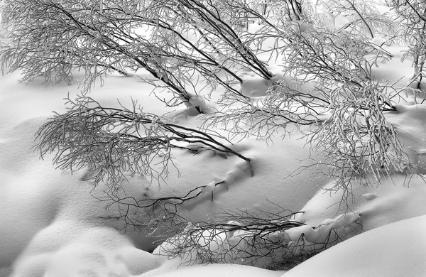 wagner twigsinsnow 2960