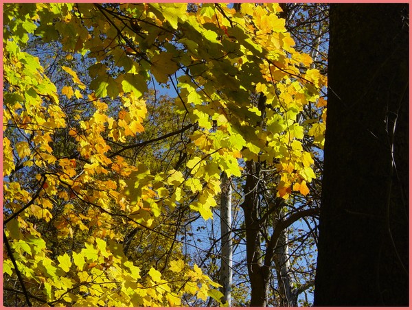 Leafs in the Sun