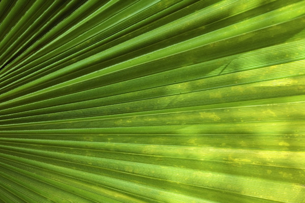 Palm Leaf 1