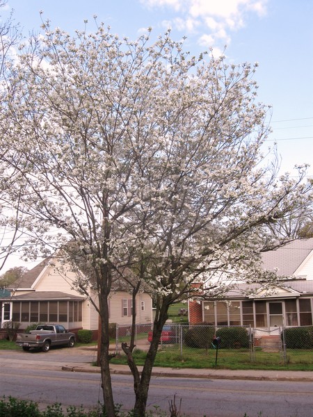Southern Dogwood Tree