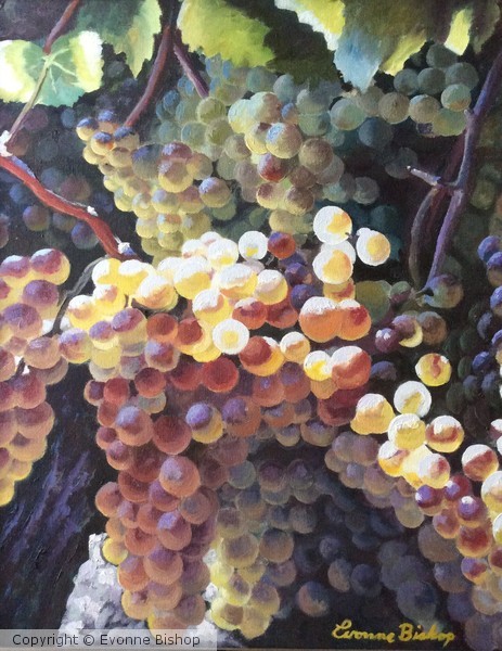 Vineyard Rhapsody