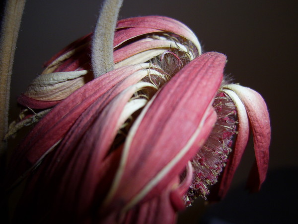 unusual daisy