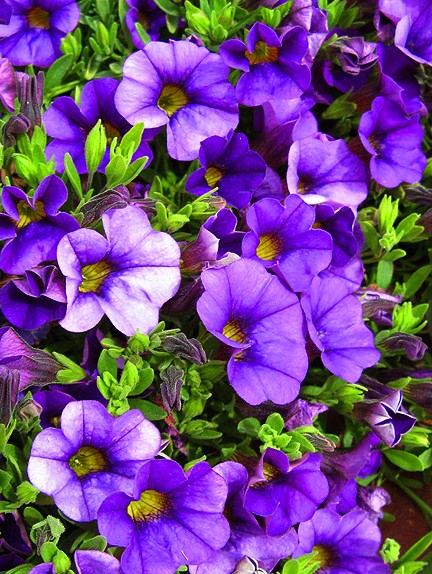 Purple Pageantry