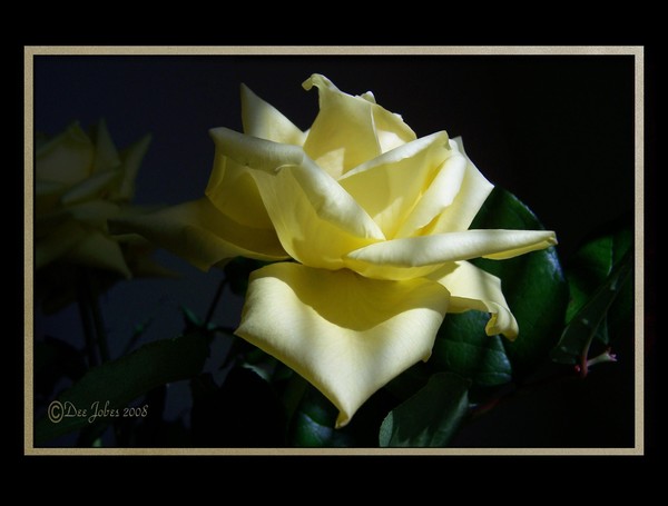 Beauty In The Light