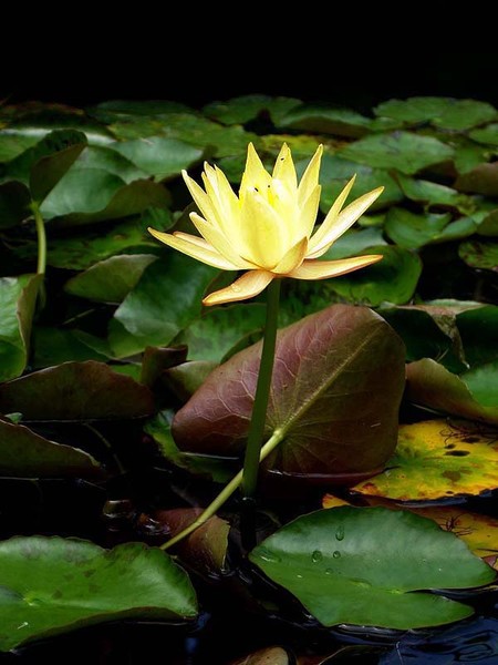 Water Lilly