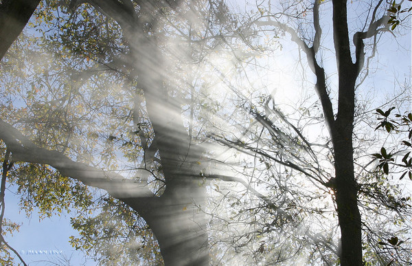 Smokey Trees