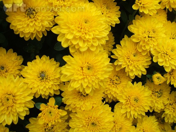 Yellow flower