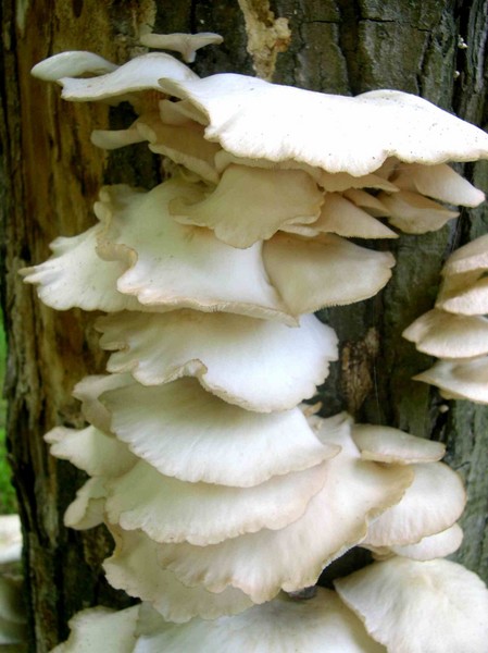Tree Mushrooms