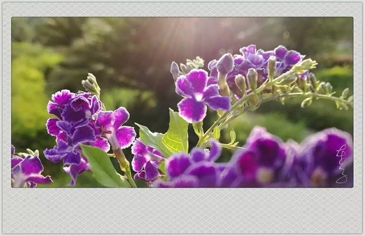 Purple Flowers