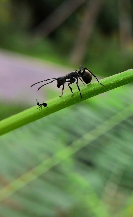 Which Ant Is False?