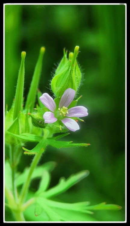 blue flower