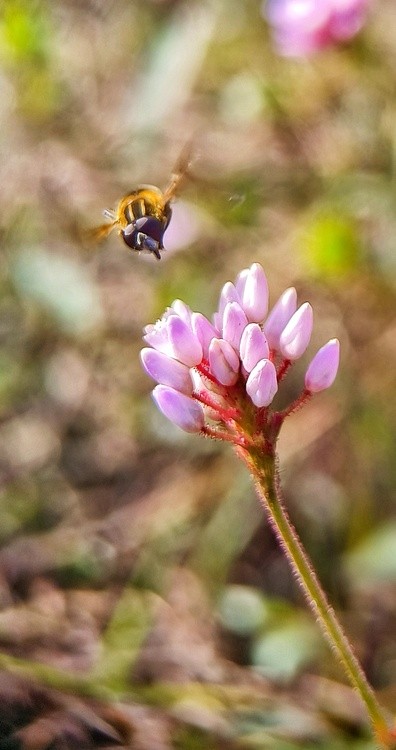 flower's lure