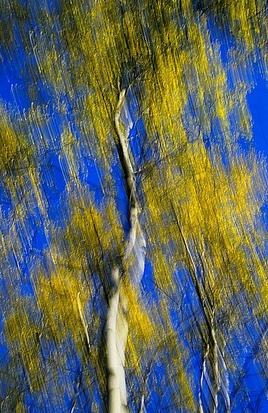 Aspens in motion