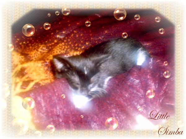 Little Simba!
