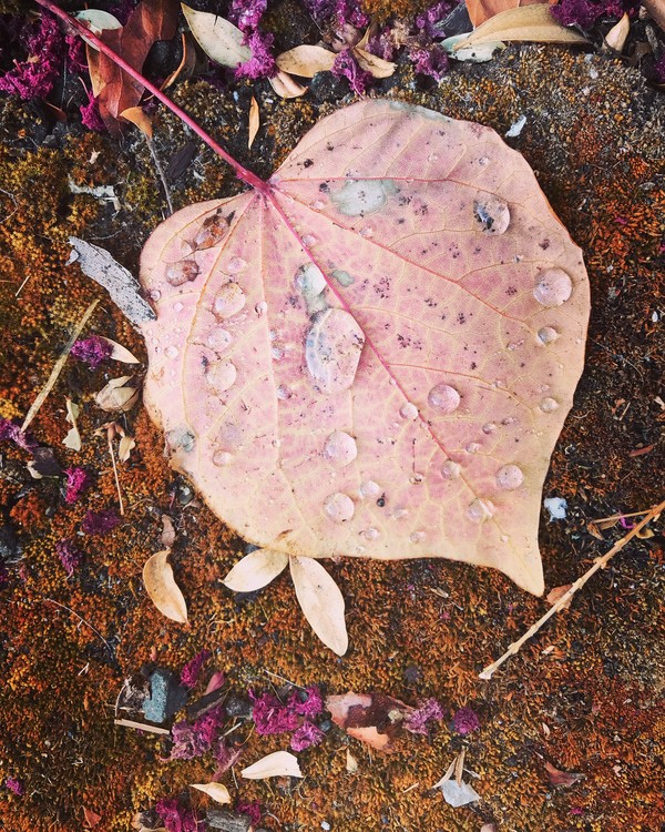 Raindrops