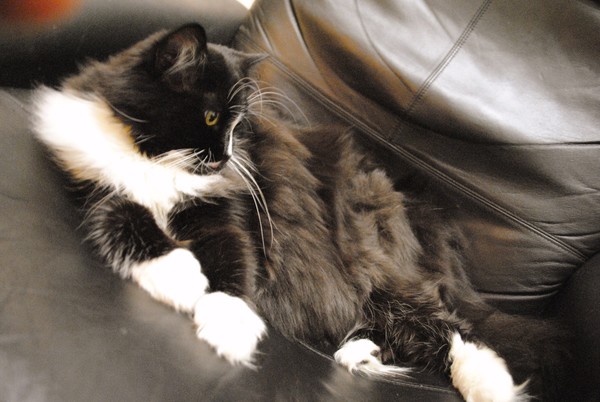 Cat Photoshoot