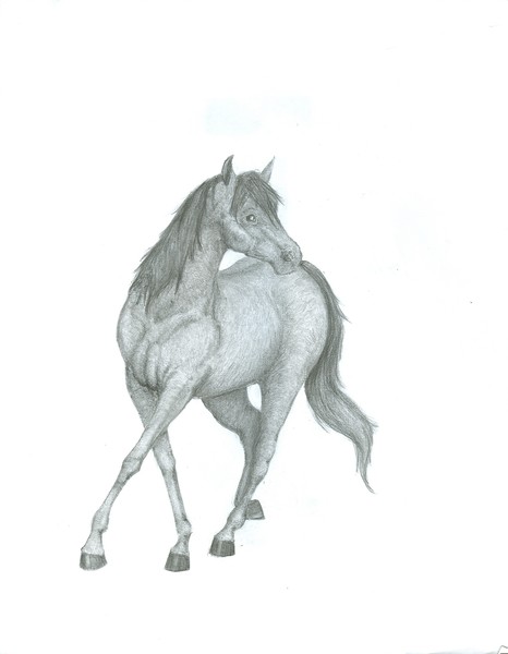 Horse
