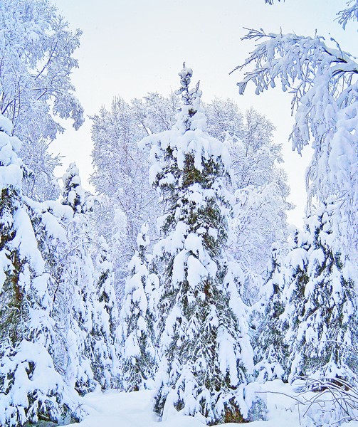 Winter_Trees_1