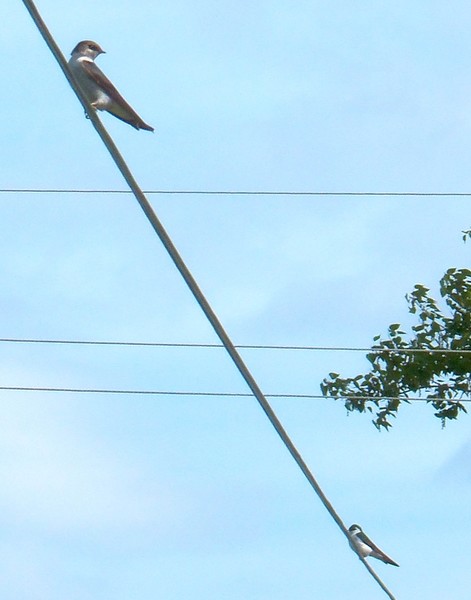 Tree Swallow 3