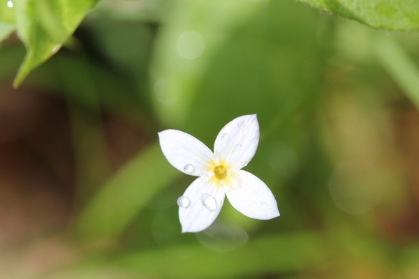 Dew-topped Forget Me Not
