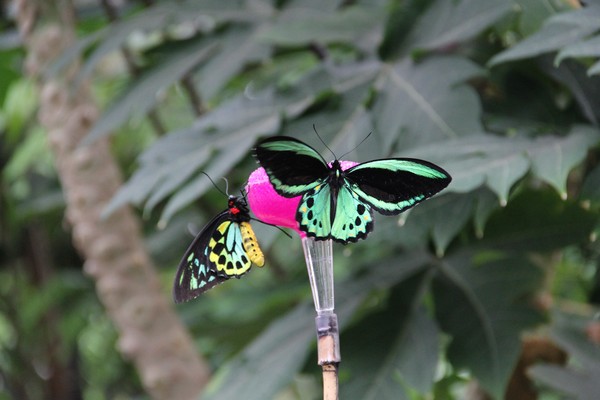 Brightly colored beauty-Cairns Birdwing