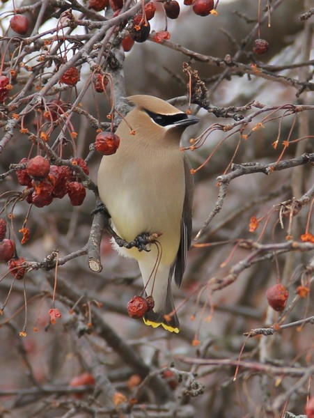 close up of Cedar waxwing