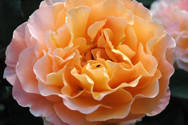 Peach Rose full bloom
