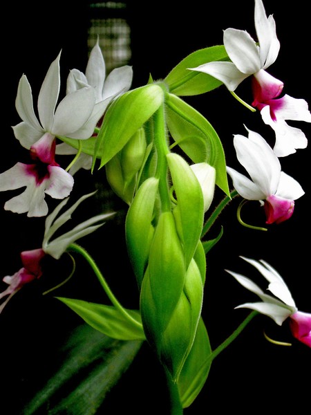 Orchid Blooms