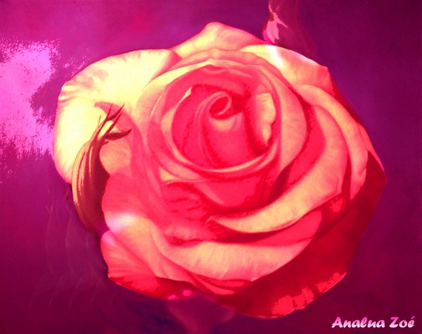 A ROSE FOR SHER