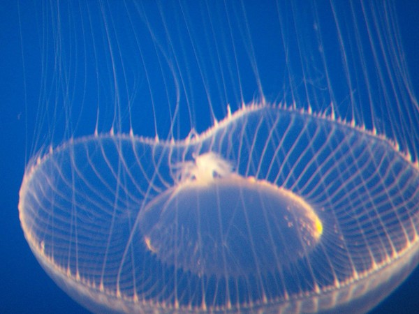 Jellyfish