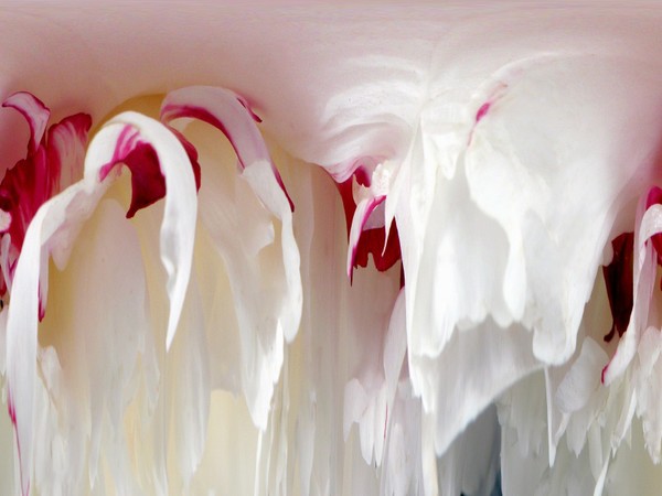 Peony Abstract