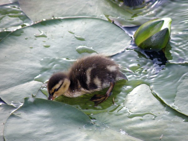 Playing in the water