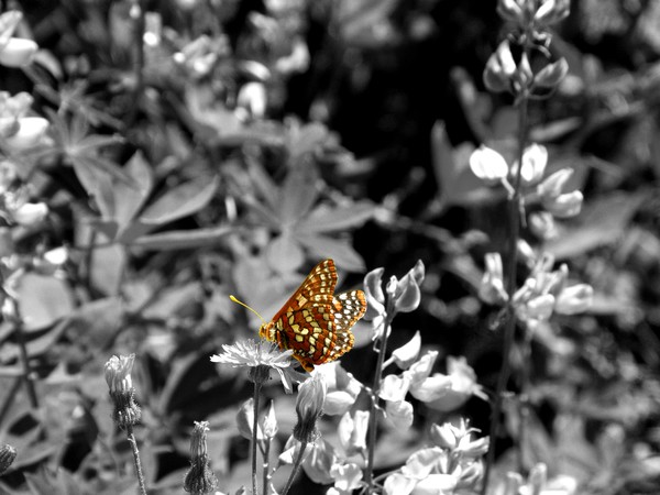 Butterfly