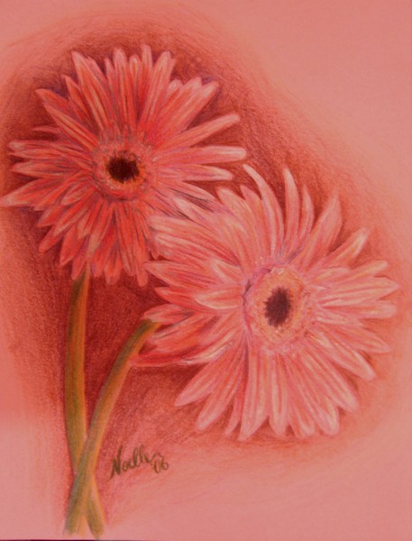 Gerberas for Shana