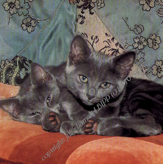 sootsie's kittens
