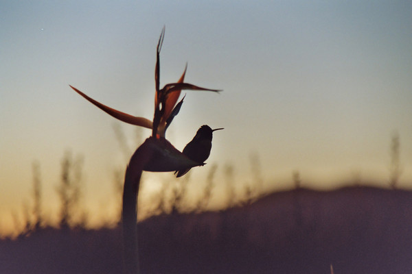 HummingBird of Paradise