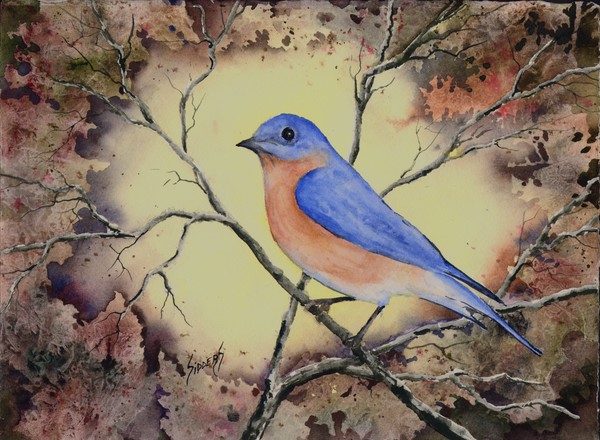 Western Bluebird